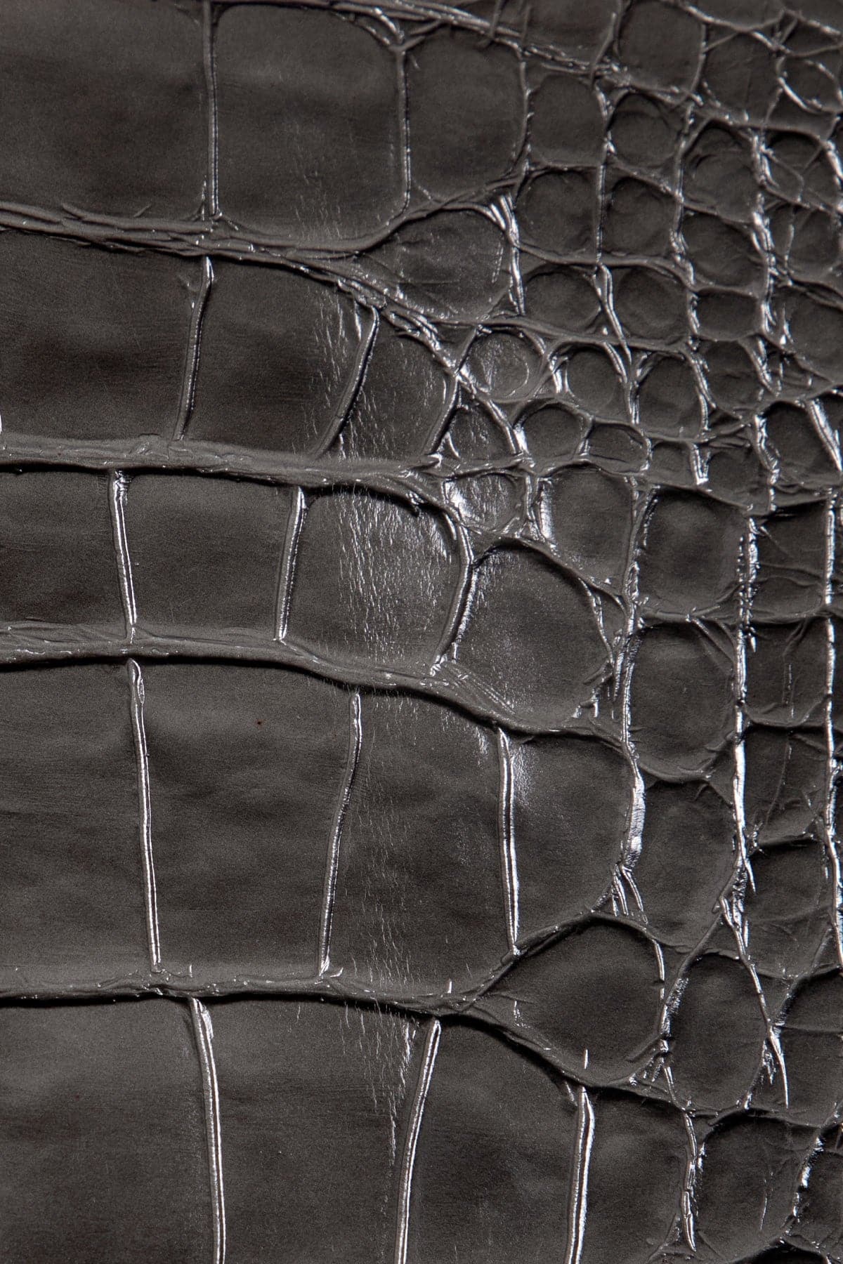 Grey Crocodile