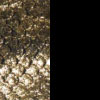 gold snake/black